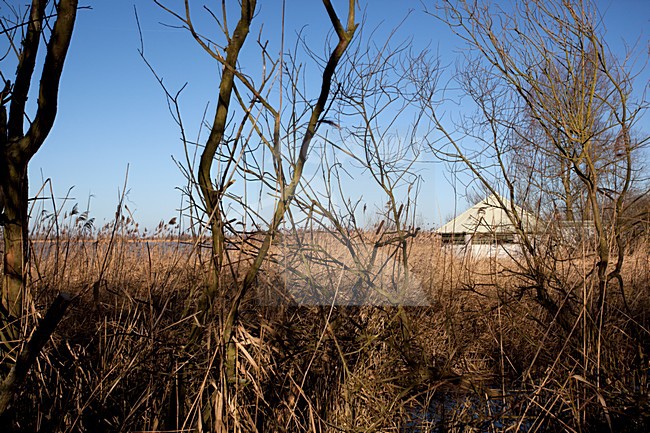 Observatiehut de Kluut Oostvaardersplassen stock-image by Agami/Roy de Haas,