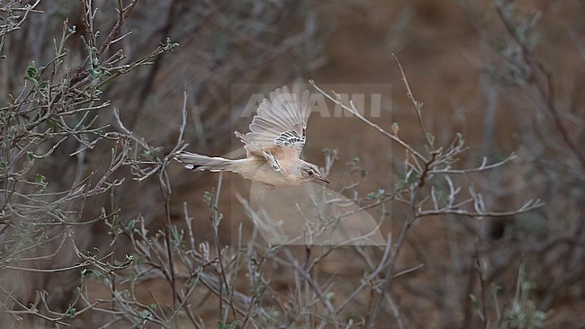 Side view of an adult Cricket Warbler (Spiloptila clamans) in flight. Showing wings from above. Senegal, Africa stock-image by Agami/Markku Rantala,