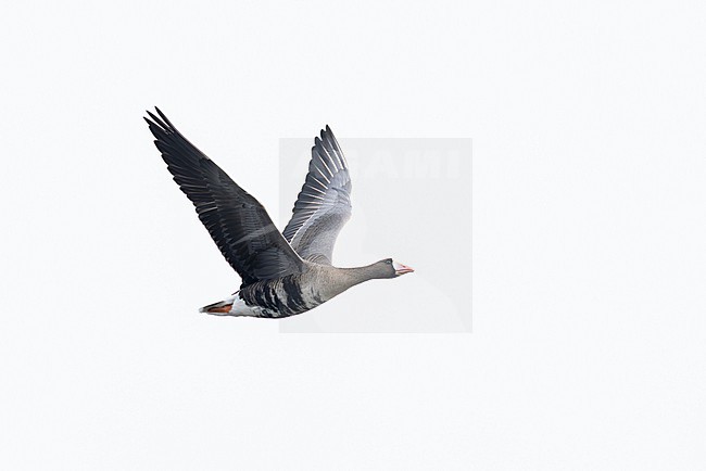 greater white-fronted goose (anser albifrons) in flight during autumn migration, found at Fehmarn at the Baltic Sea in Germany stock-image by Agami/Mathias Putze,