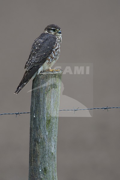 Smelleken op paal; Merlin on a post stock-image by Agami/Harvey van Diek,
