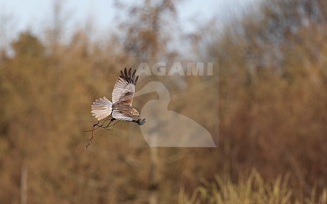 Western Marsh Harrier (Circus aeruginosus) adult male in flight with nest-material near Copenhagen, Denmark stock-image by Agami/Helge Sorensen,