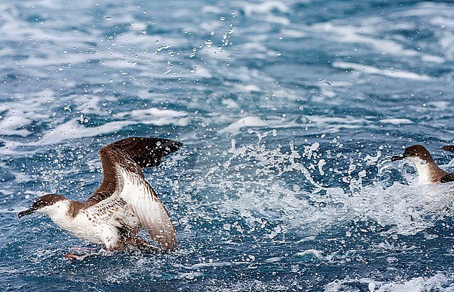 Great Shearwater (Ardenna gravis) south of Tristan da Cunha in South Atlantic ocean. Formaly Puffinus gravis. stock-image by Agami/Marc Guyt,