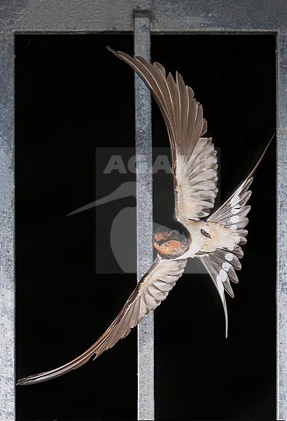 Barn Swallow (Hirundo rustica) flying out of a barn in Italy. stock-image by Agami/Alain Ghignone,