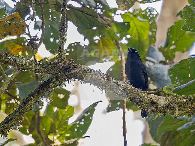in Papua New Guinea. stock-image by Agami/Pete Morris,