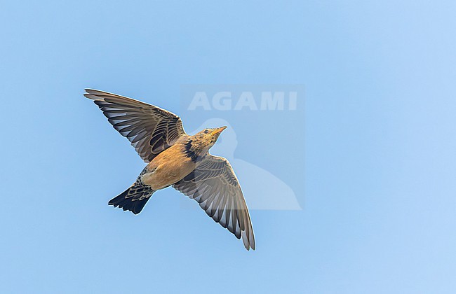 Immature Rosy Starling (Pastor roseus) in flight in India during late autumn. stock-image by Agami/Marc Guyt,
