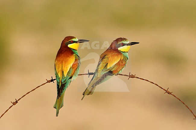 europese bijeneter zittend op prikkeldraad; European Bee-eater sitting on barbed wire; stock-image by Agami/Walter Soestbergen,