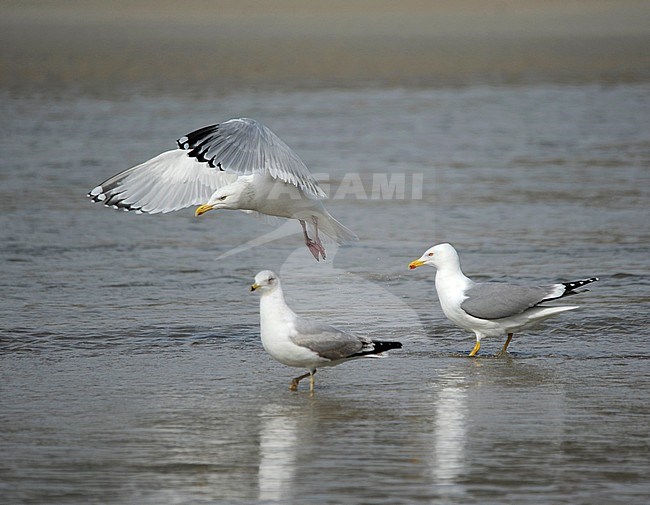 Adult American Herring Gull (Larus smithsonianus) in flight stock-image by Agami/Dani Lopez-Velasco,