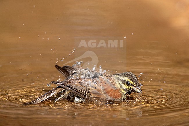 Cirl Bunting (Emberiza cirlus) at Spanish drinking station during summer. Male taking a bath. stock-image by Agami/Marc Guyt,