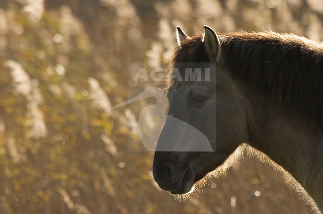 Konikpaard als grazer in natuurgebied; Wild horse as grazer in nature reserve stock-image by Agami/Han Bouwmeester,