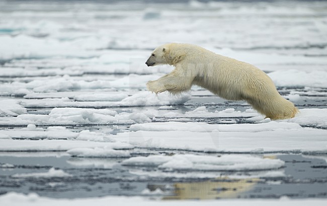 Springende IJsbeer,  Polar Bear jumping stock-image by Agami/Danny Green,