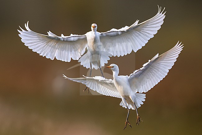 Cattle Egret (Bubulcus ibis) in Italy. stock-image by Agami/Daniele Occhiato,