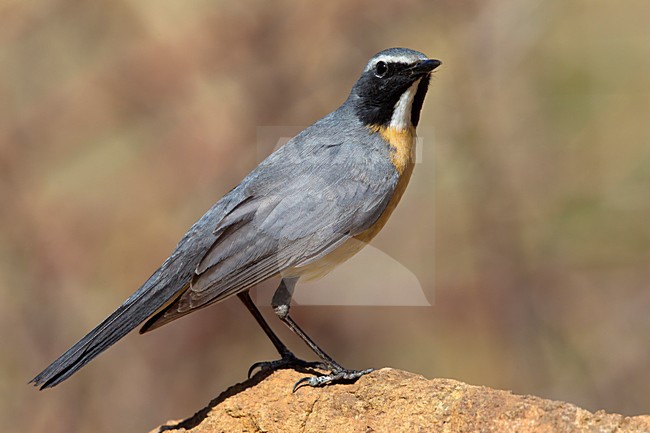 Mannetje Perzische Roodborst, Male White-throated Robin stock-image by Agami/Daniele Occhiato,