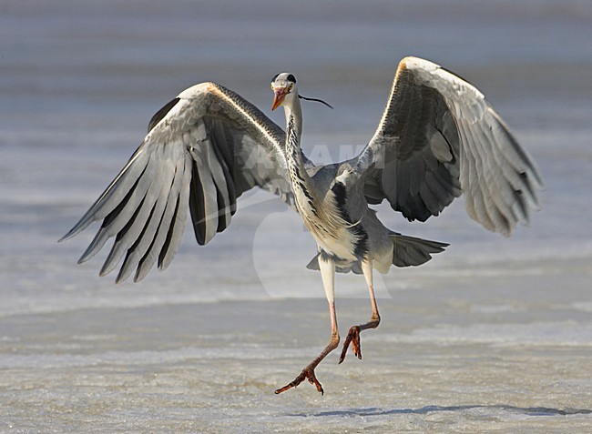 Blauwe Reiger staand op het ijs; Grey Heron standing on ice stock-image by Agami/Markus Varesvuo,