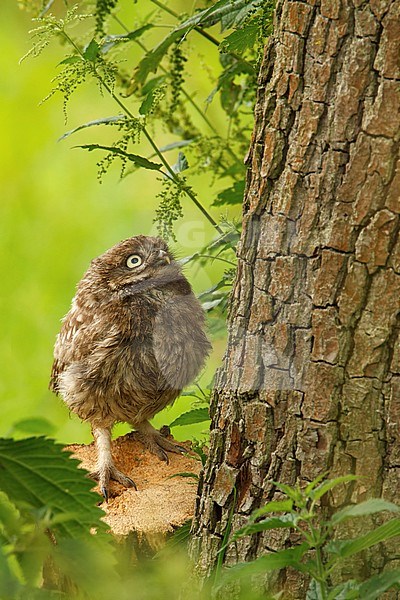 Steenuil jong, Little Owl juvenile, stock-image by Agami/Walter Soestbergen,
