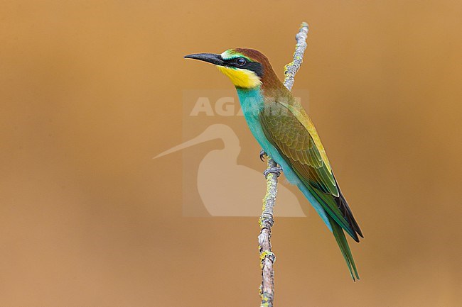 Immature European Bee-eater, Merops apiaster, in Italy. stock-image by Agami/Daniele Occhiato,