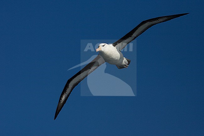 Adult Black-browed Albatross (Thalassarche melanophris) in flight over the southern atlantic ocean. Seen from below. stock-image by Agami/Marc Guyt,