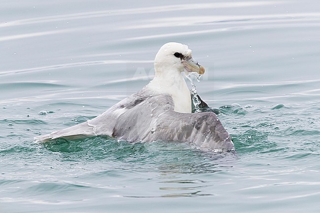 Northern Fulmar (Fulmarus glacialis auduboni), adult taking a bath stock-image by Agami/Saverio Gatto,
