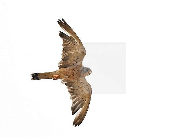 Moulting male Lesser Kestrel (Falco naumanni) in autumn plumage in Spain. stock-image by Agami/Laurens Steijn,
