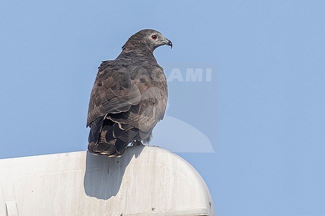 Oriental Honey-buzzard
(Pernis ptilorhynchus)  aka Crested Honey Buzzard sitting on a post in Al-Jaheth Street, Kuwait city, Kuwait. stock-image by Agami/Vincent Legrand,