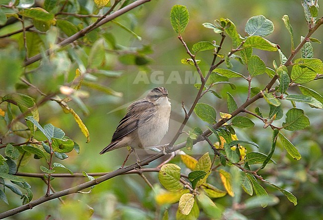 Juvenile Sedge Warbler (Acrocephalus schoenobaenus) perched in a bush. stock-image by Agami/Andy & Gill Swash ,