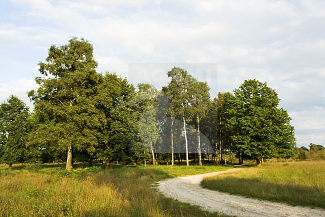 Haaksbergerveen, Netherlands stock-image by Agami/Marc Guyt,