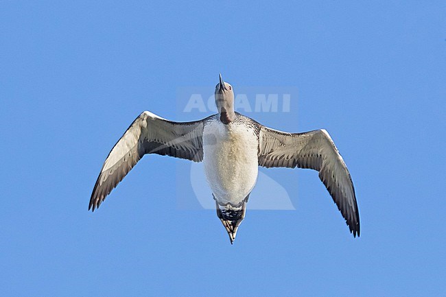 Red-throated Diver (Gavia stellata) flying overhead on Iceland. stock-image by Agami/Daniele Occhiato,