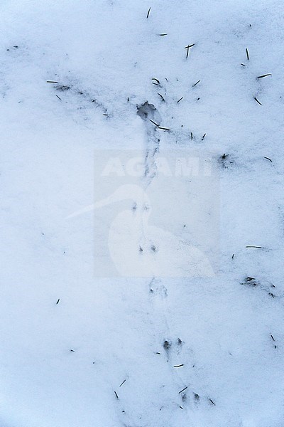 Trail of woodmous in snow stock-image by Agami/Theo Douma,