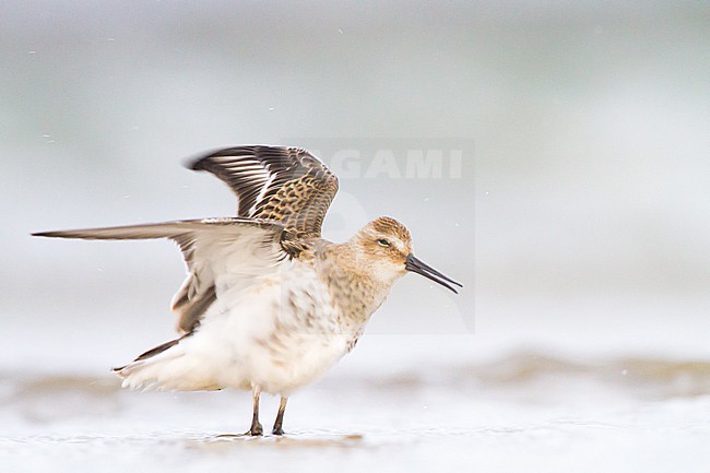 Bonte Strandloper, Dunlin, Calidris alpina juvenile foraging on beach stock-image by Agami/Menno van Duijn,
