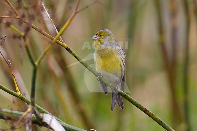 Mannetje Kanarie; Male Atlantic Canary stock-image by Agami/Daniele Occhiato,