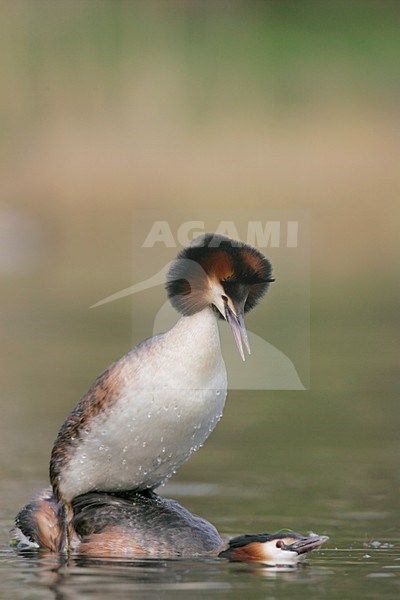Futen parend; Great Crested Grebes mating stock-image by Agami/Menno van Duijn,
