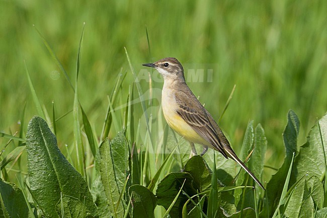 Iberian Yellow Wagtail - Spanische Schafstelze - Motacilla flava ssp. iberiae, Mallorca, adult female stock-image by Agami/Ralph Martin,