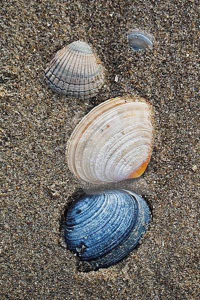 Seashells on the beach stock-image by Agami/Wil Leurs,