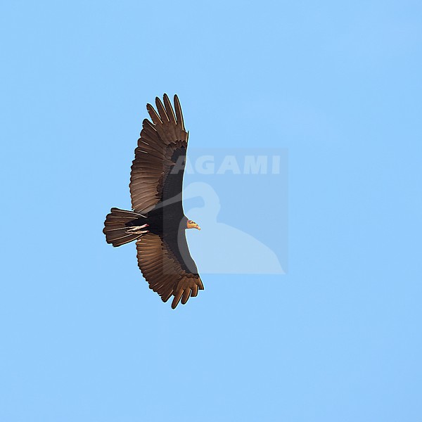Greater Yellow-headed Vulture (Cathartes melambrotus) flying against a blue sky as a background in Bolivia stock-image by Agami/Tomas Grim,