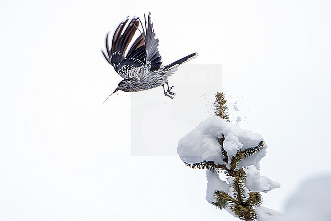Kashmir nutcracker (Nucifraga multipunctata) in India. Perched in a snow covered tree. Also known as large-spotted nutcracker. stock-image by Agami/Dani Lopez-Velasco,