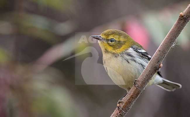 Black-throated Green Warbler, Setophaga virens, in North America. During autumn migration. stock-image by Agami/Ian Davies,