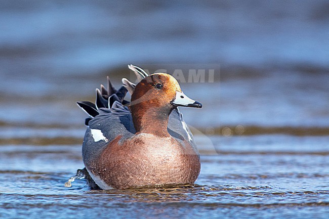 Zwemmende Smient woerd; Swimming drake Eurasian Wigeon stock-image by Agami/Hans Germeraad,