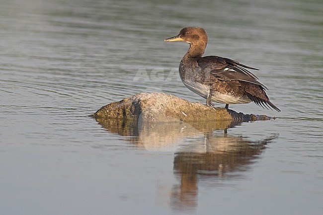 Hooded Merganser (Lophodytes cucullatus) swimming on a pond in Victoria, BC, Canada. stock-image by Agami/Glenn Bartley,