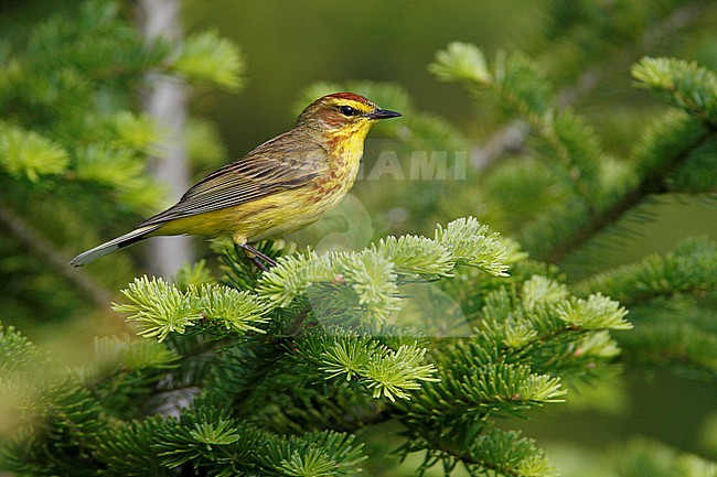 Adult male breeding
Somerset Co., ME
June 2006 stock-image by Agami/Brian E Small,