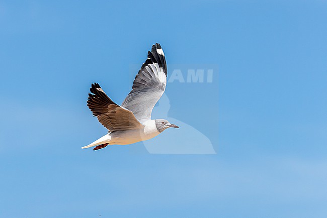 Adult Grey-headed gull (Chroicocephalus cirrocephalus) in flight. Also named Grey-hooded gull. stock-image by Agami/David Monticelli,
