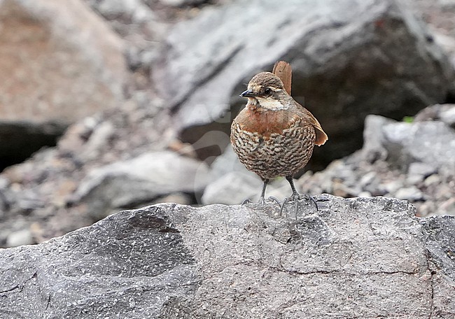 Moustached Turca, Pteroptochos megapodius, in Chile. stock-image by Agami/Dani Lopez-Velasco,