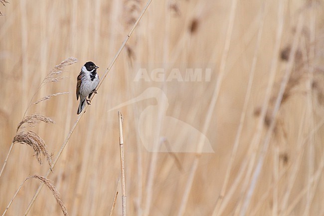 Reed Bunting - Rohrammer - Emberiza schoeniclus ssp. schoeniclus, Germany, adult male stock-image by Agami/Ralph Martin,