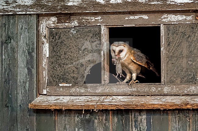 Barn Owl in old Dutch barn window stock-image by Agami/Hans Germeraad,