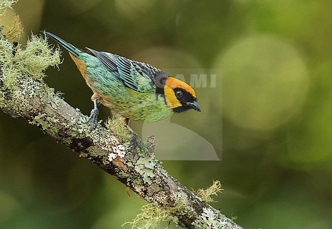 Saffron-crowned Tanager (Tangara xanthocephala lamprotis) (subspecies) perched on a branch, Cusco, Peru, South-America. stock-image by Agami/Steve Sánchez,