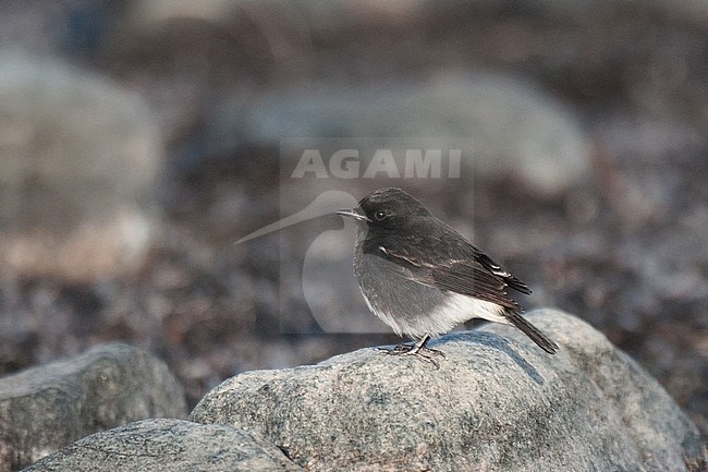 Male Pied Bushchat (Saxicola caprata) side view of bird perched on a rock stock-image by Agami/Kari Eischer,