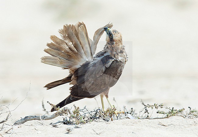 Western Marsh Harrier (Circus aeruginosus) juvenile male resting on the desert floor in Oman. Preening tail feathers. stock-image by Agami/Dick Forsman,