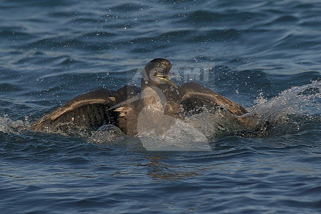 European Shag (Phalacrocorax aristotelis) front view of a young bird splashing in arctic Norway stock-image by Agami/Kari Eischer,