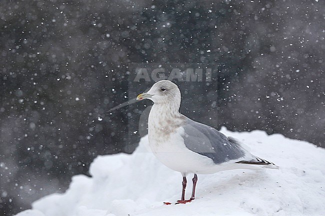 Kumliens Meeuw, Kumlien's Gull, Larus glaucoides kumlieni stock-image by Agami/Chris van Rijswijk,