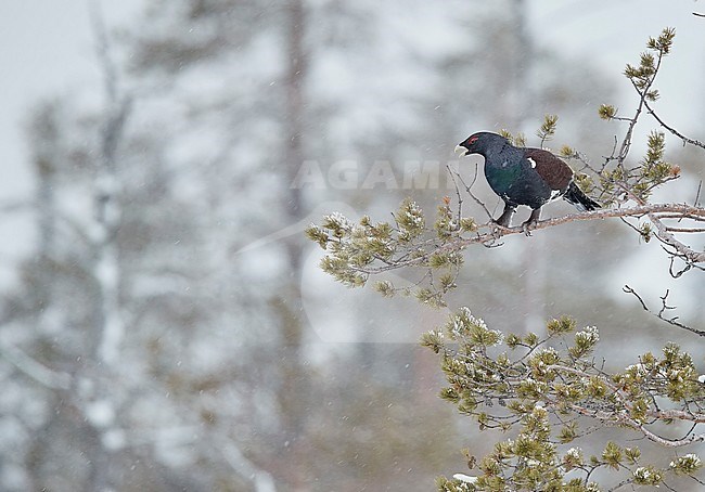 Male Western Capercaillie (Tetrao Urogallus) perched in a frost covered tree near Salla in northern Finland during cold winter. stock-image by Agami/Markus Varesvuo,