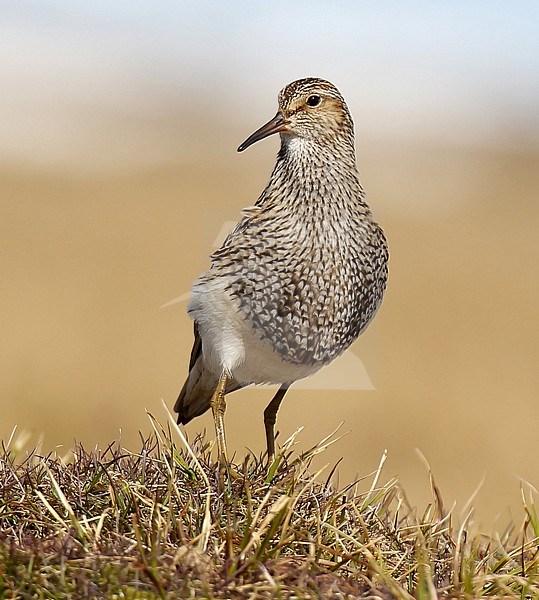 Pectoral Sandpiper (Calidris melanotos) in Alaska, United States. stock-image by Agami/Dani Lopez-Velasco,