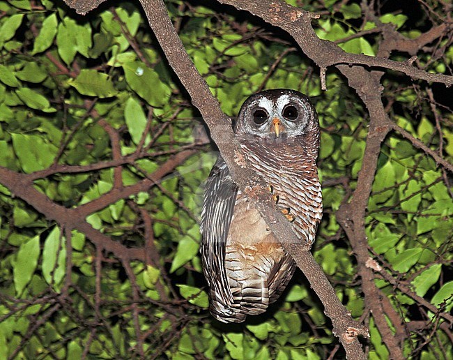 Afrikaanse Wood-Owl (Strix woodfordii) perched in a tree stock-image by Agami/Pete Morris,